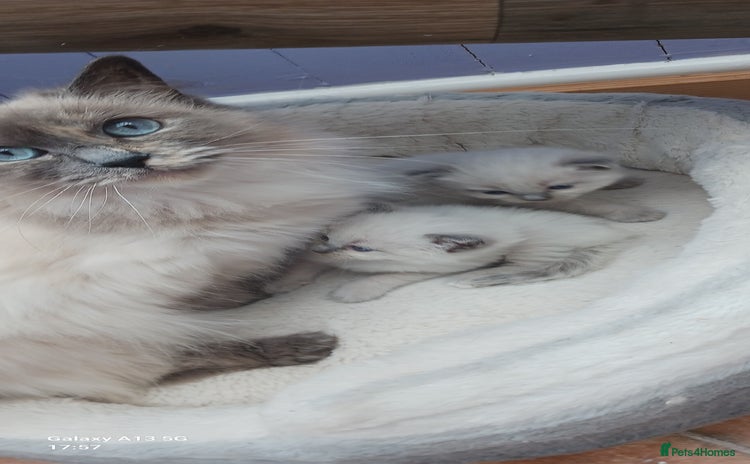 Ragdoll cats - Advert 1