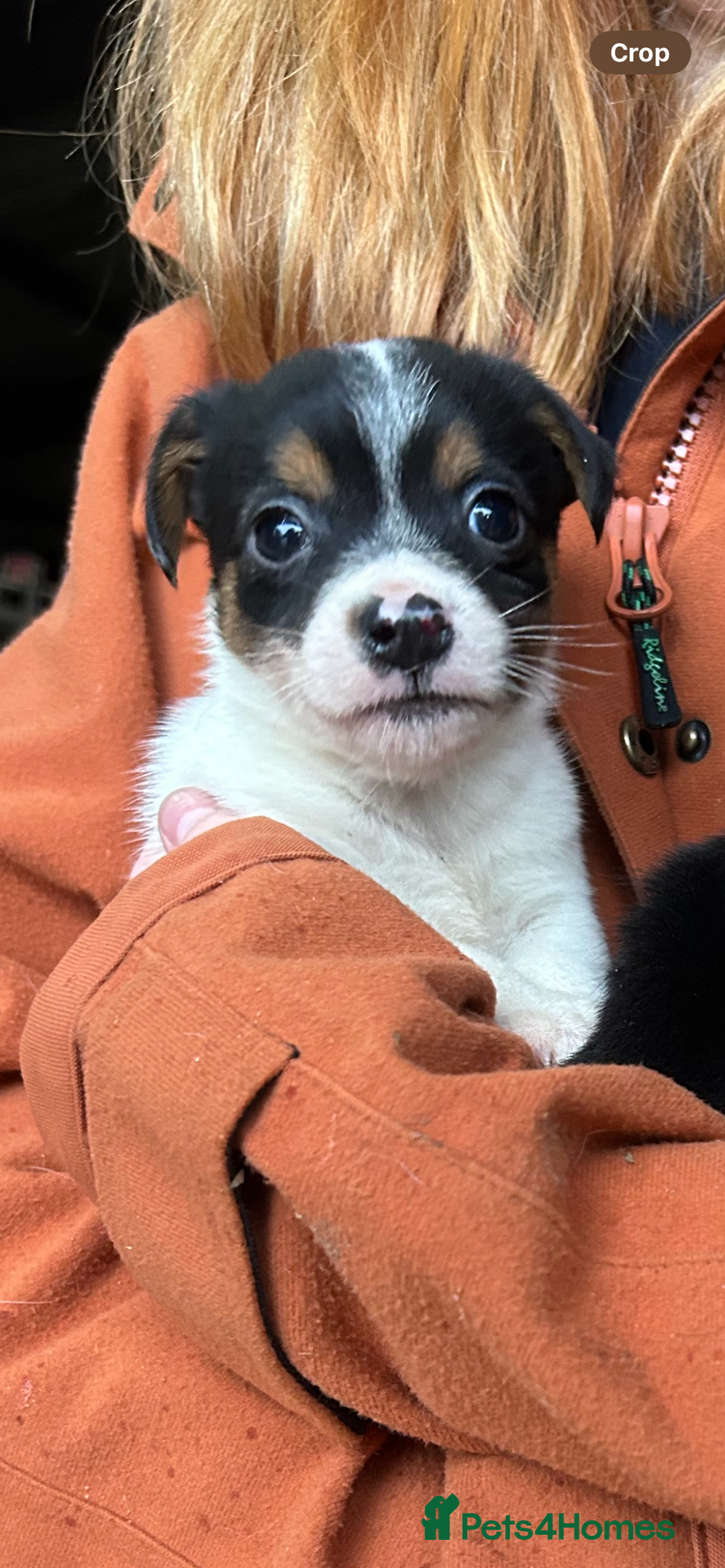Jack Russell dogs for sale: Beautiful Jack Russell Puppies - Image 4