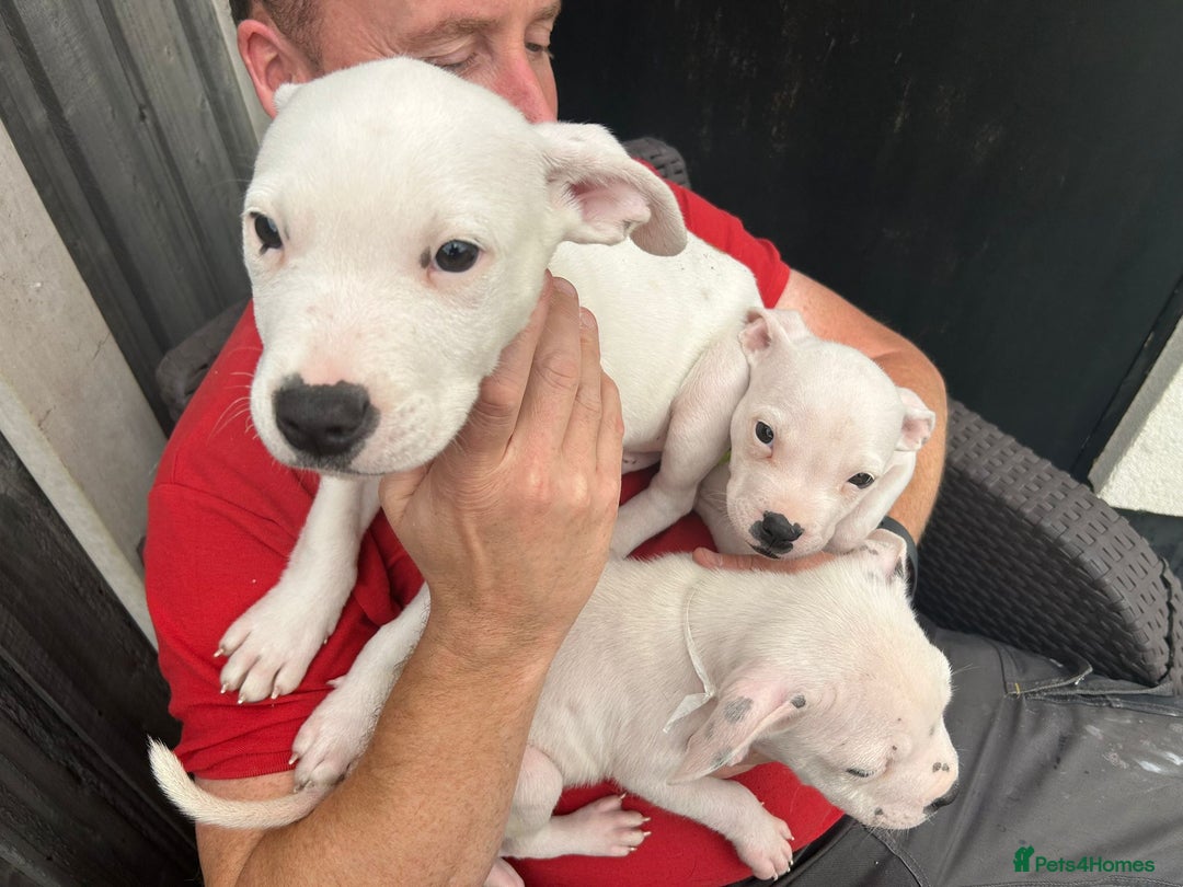 Mixed Breed dogs for sale: Pinky is a gorgeous Ambull x girl  - Image 2