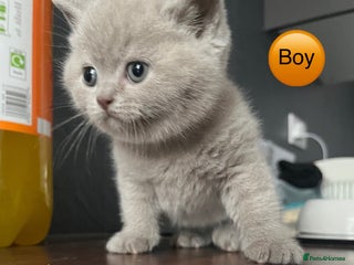 British Shorthair cats Beautiful kittens 🐱💕 - Advert 8