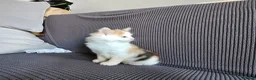 Mixed Breed cats for sale: Kittens available  in Bradford - Advert 8