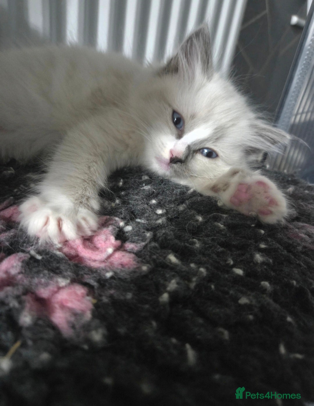 Ragdoll cats for sale: REGISTERED PEDIGREE RAGDOLL KITTENS BLUE  - Advert 14