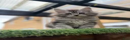 Maine Coon cats for sale: Pedigree Maine Coon kittens champion blood line - Advert 17