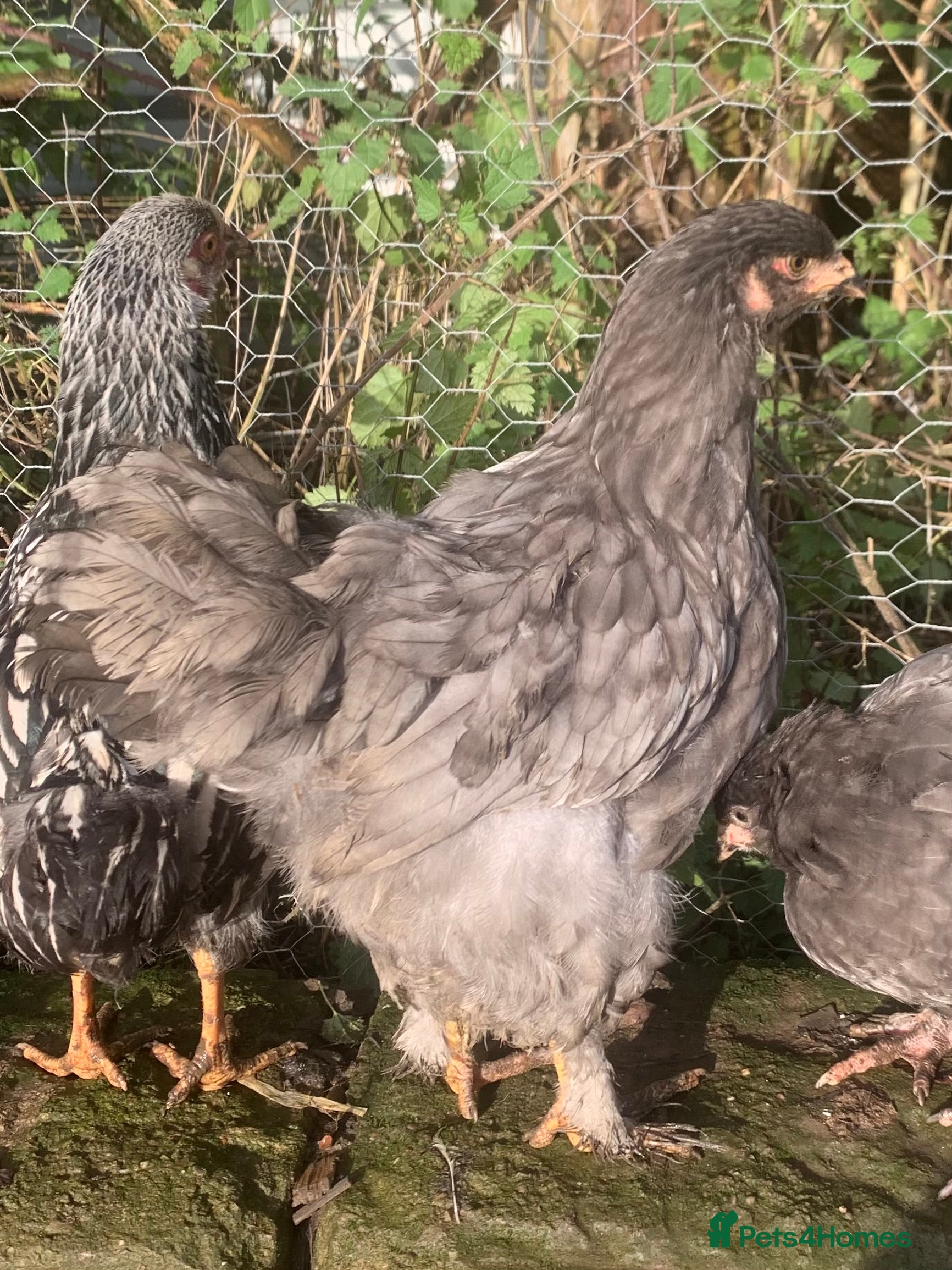 Chickens poultry Hens  - Advert 14