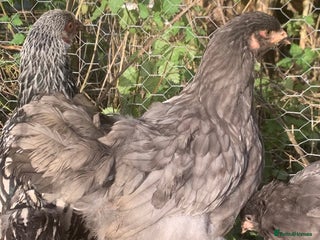 Chickens poultry Hens - Advert 1