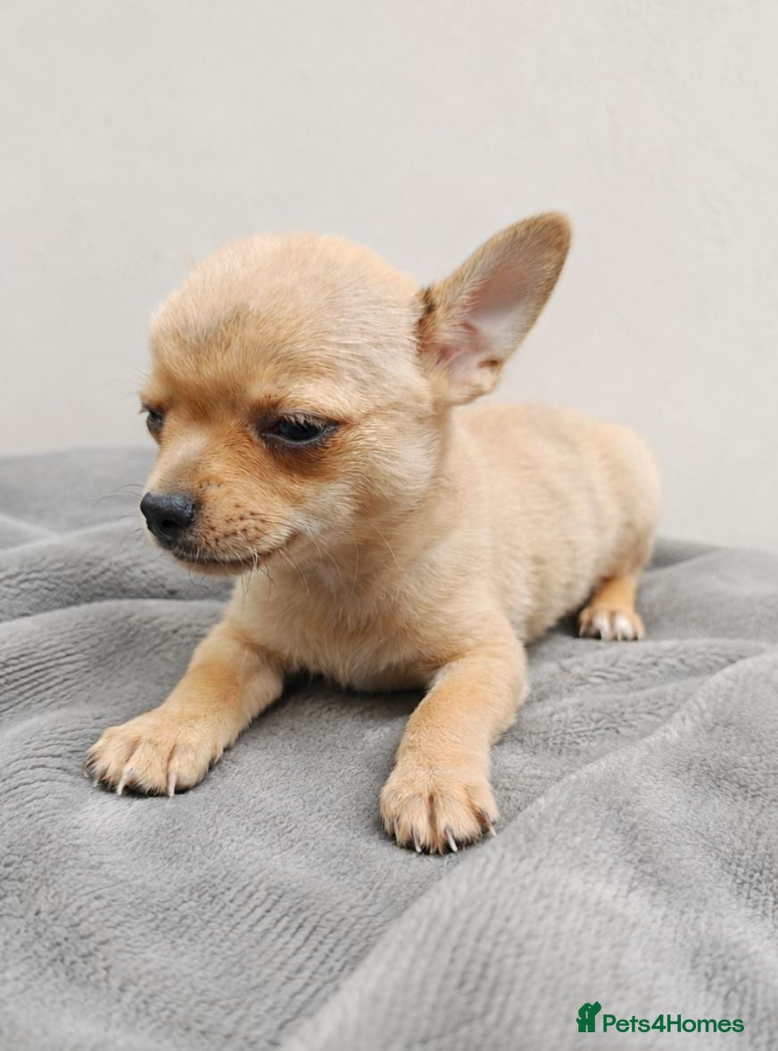 Chihuahua dogs Chihuahuas *Stunning Litter* LAST ONE Tiny - Advert 5
