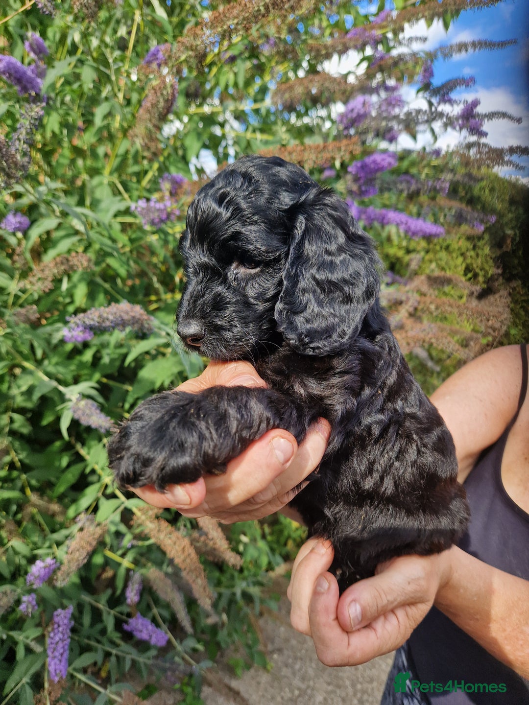 Cockapoo dogs for sale: EXCEPTIONAL HEALTH TESTED SHOW TYPE COCKAPOOS F1B - Image 35