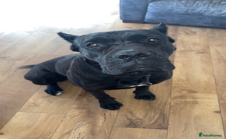 Cane Corso dogs - Advert 1