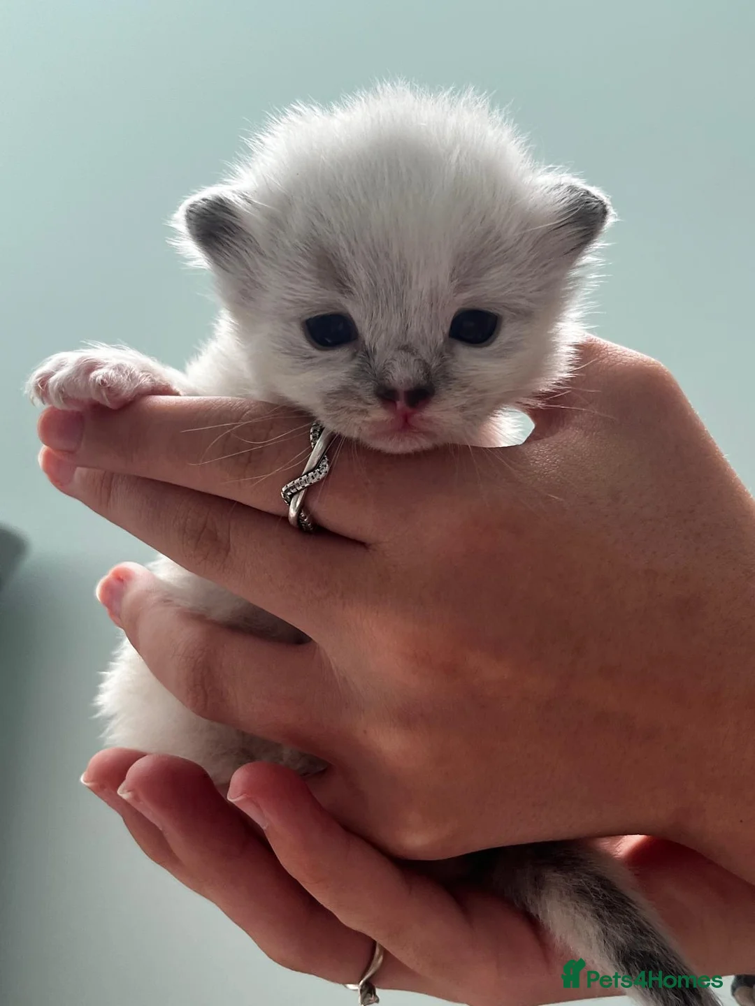 Ragdoll cats for sale: Ragdoll kitten in Guildford - Advert 2