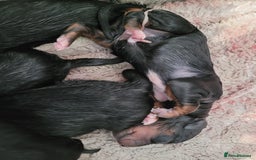 Mixed Breed dogs for sale: Border collie x irish petter puppies - Image 2