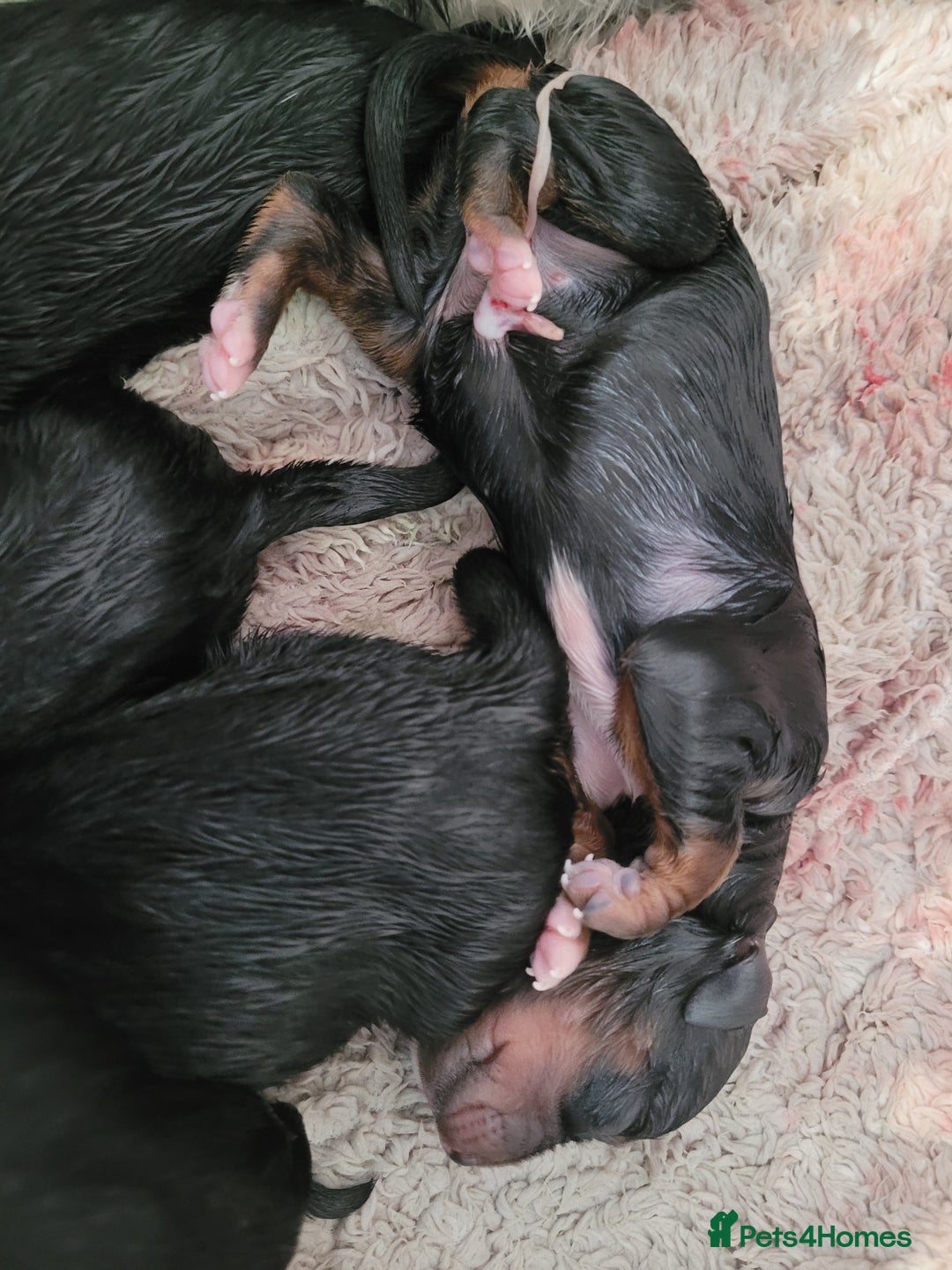 Mixed Breed dogs for sale: Border collie x irish petter puppies - Image 2