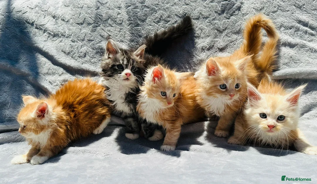 Maine Coon cats for sale: Premium XL Maine Coon fluffballs😻🐾 - Advert 13