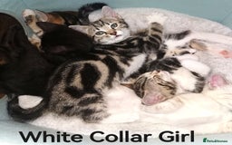 Bengal cats for sale: Stunning Bengal Plus - Image 5