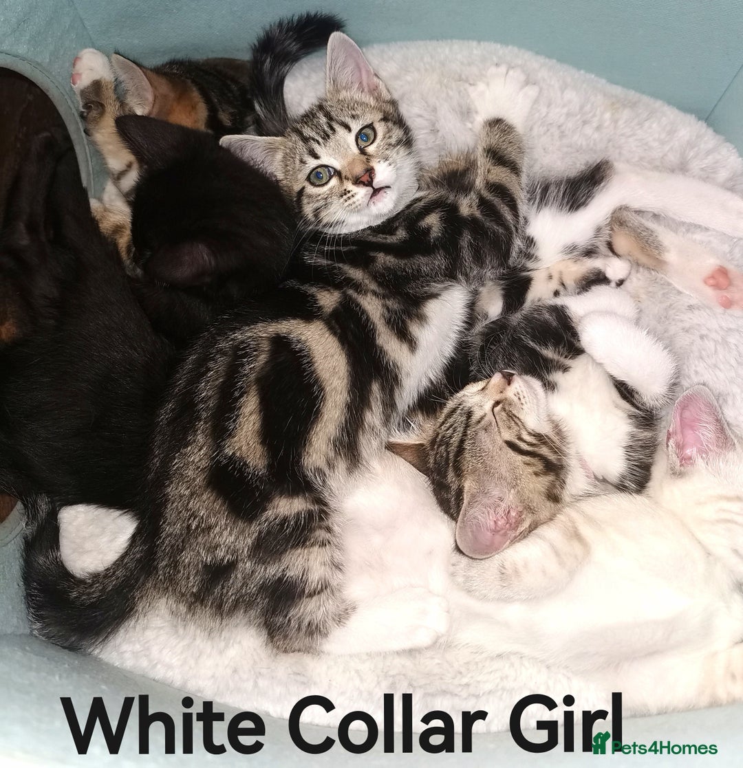 Bengal cats for sale: Stunning Bengal Plus - Image 5