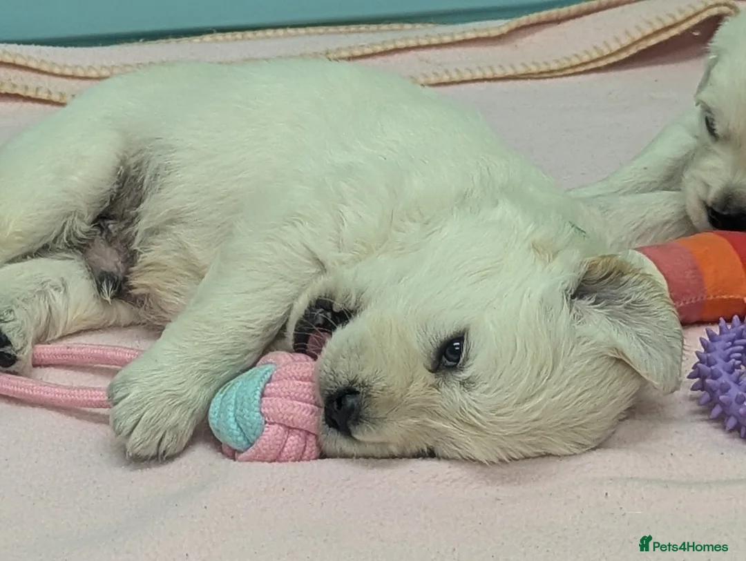 Golden Retriever dogs for sale: 🐾6  Golden Retriever Puppies! 🐾 - Advert 6