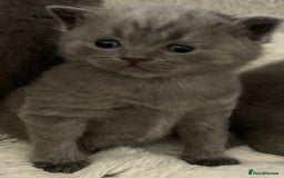 British Shorthair cats for sale: British shorthaired blue male kitten he is 8 weeks - Image 2