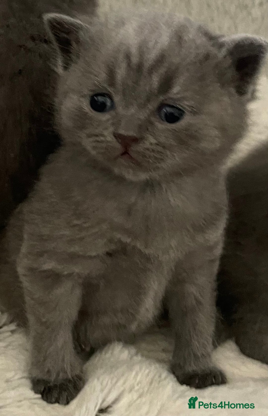 British Shorthair cats for sale: British shorthaired blue male kitten he is 8 weeks - Image 2