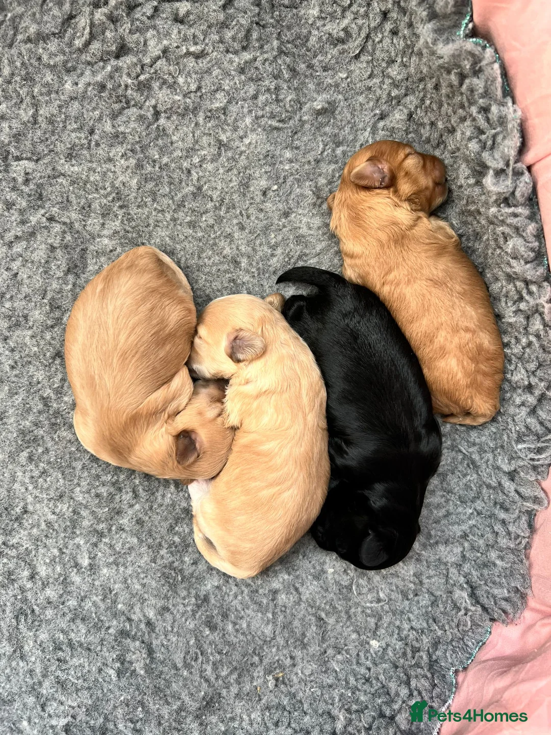 Toy Poodle dogs for stud: Stunning KC None fading Chocolate Phantom stud in Rickmansworth - Advert 24