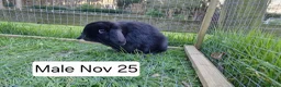 Mini Lop rabbits for sale: Mini lops for sale - Advert 4