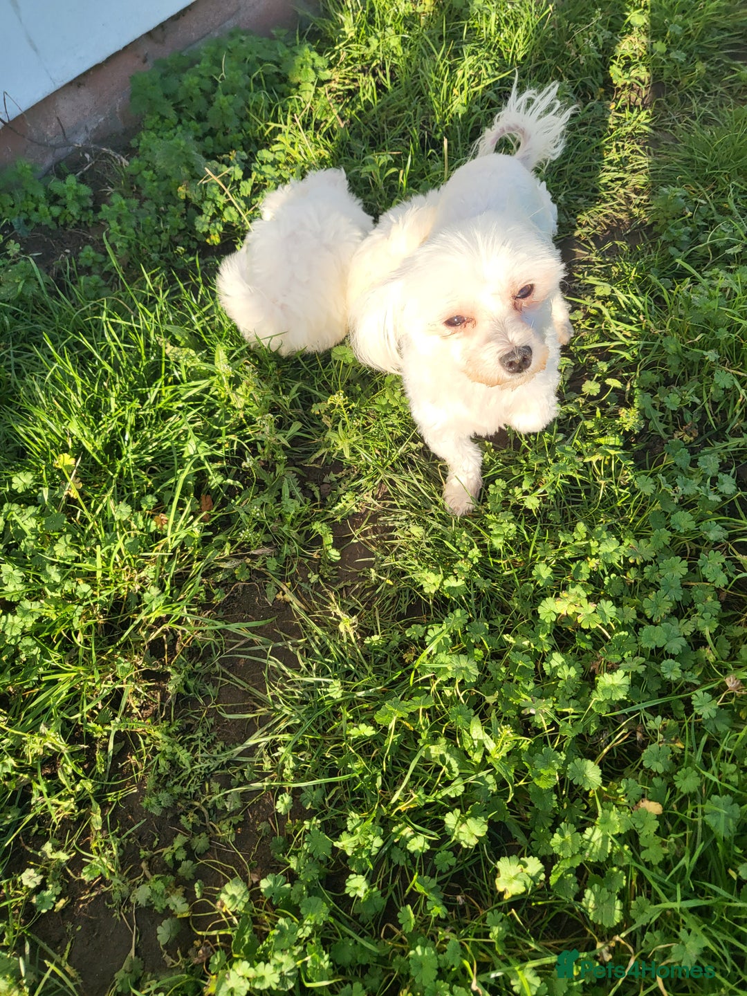 Maltese dogs for sale: STUNNING MALTESE BOY - Advert 1