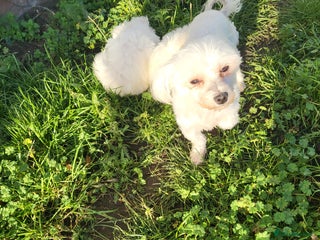 Maltese dogs STUNNING MALTESE BOY - Advert 5