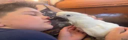 Parrots birds for sale: Hand reared baby boy umbrella cockatoo - Advert 8