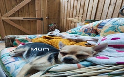 Chihuahua dogs for sale: Two Adorable Chihuahuas Looking for a Loving Home - Image 3
