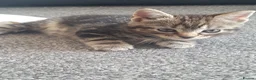 Mixed Breed cats for sale: Two Adorable Kittens Looking for Loving Homes - Advert 9