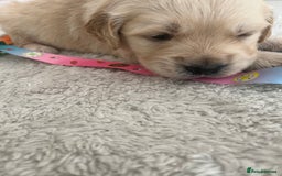 Golden Retriever dogs for sale: Beautiful KC Golden Retriever Babies  - Image 22
