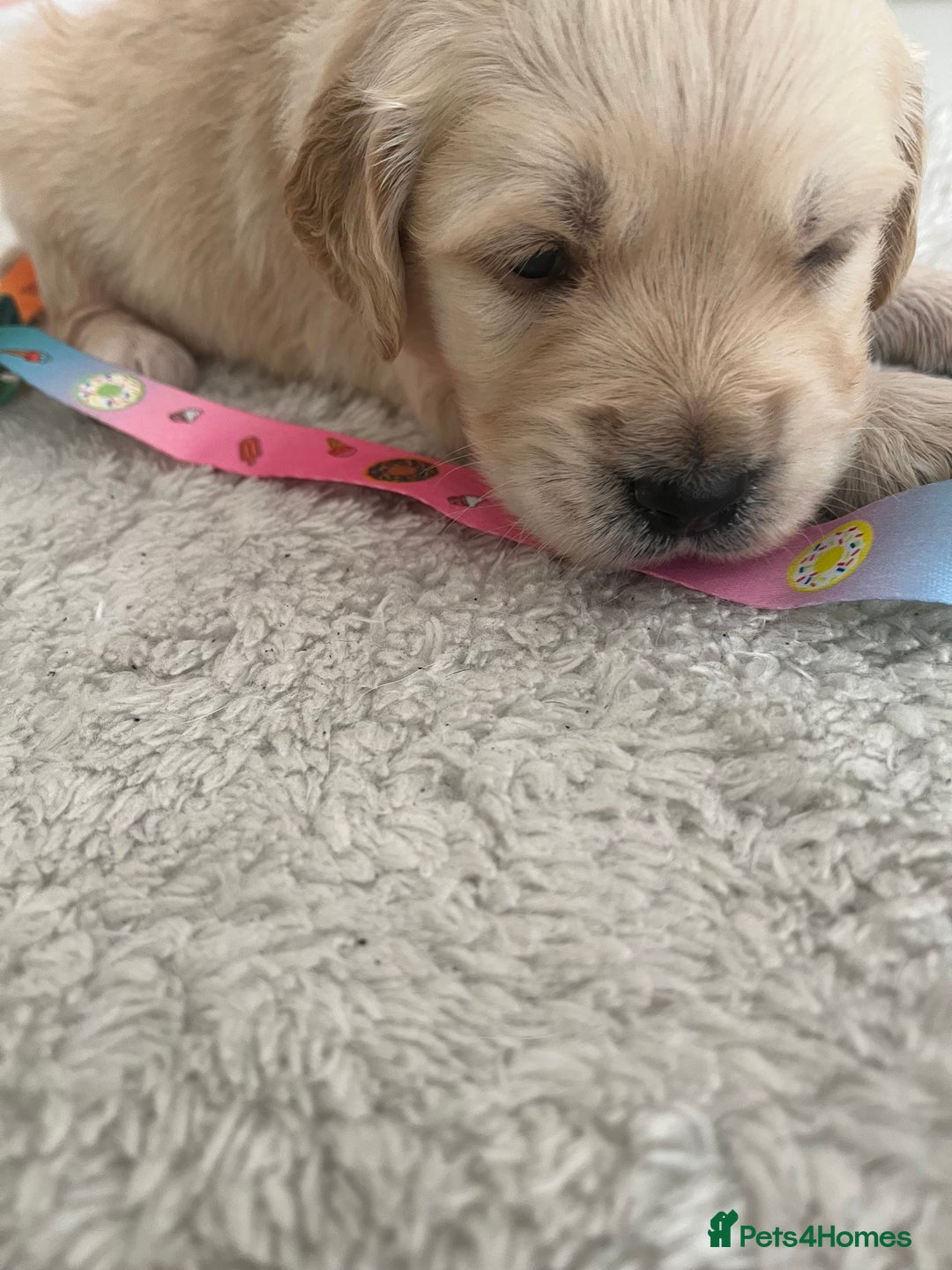 Golden Retriever dogs for sale: Beautiful KC Golden Retriever Babies  - Image 22