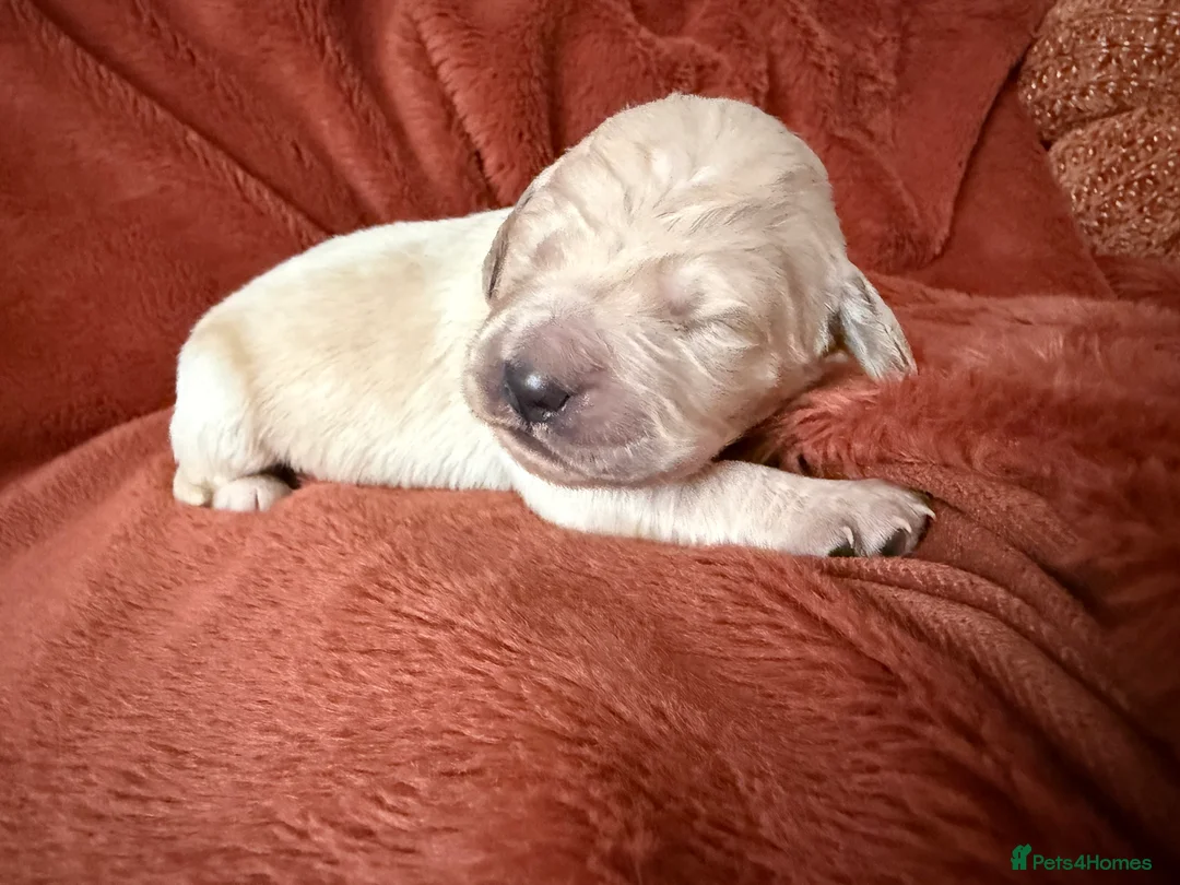 Golden Retriever dogs for sale: KC Golden retriever pups, fame & champion lines - Advert 34