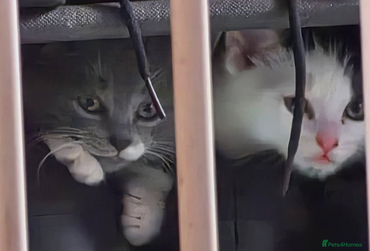 Ragdoll cats 5 Stunning Fluffy Ragdoll Cross Kittens  - Advert 9