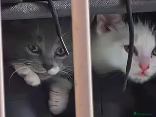 Ragdoll cats 5 Stunning Fluffy Ragdoll Cross Kittens - Advert 9