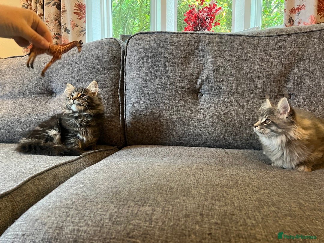 Maine Coon cats for sale: Purebred Maine Coon Male Kittens. Blue,Tabby,Black - Image 11