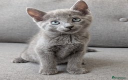 Russian Blue cats for sale: Russian blue babies looking for FOREVER homes - Image 10