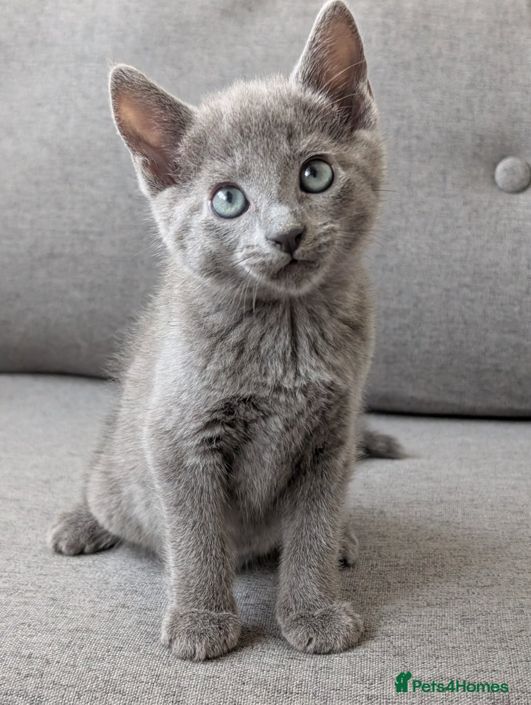 Russian Blue cats for sale: Russian blue babies looking for FOREVER homes - Image 10