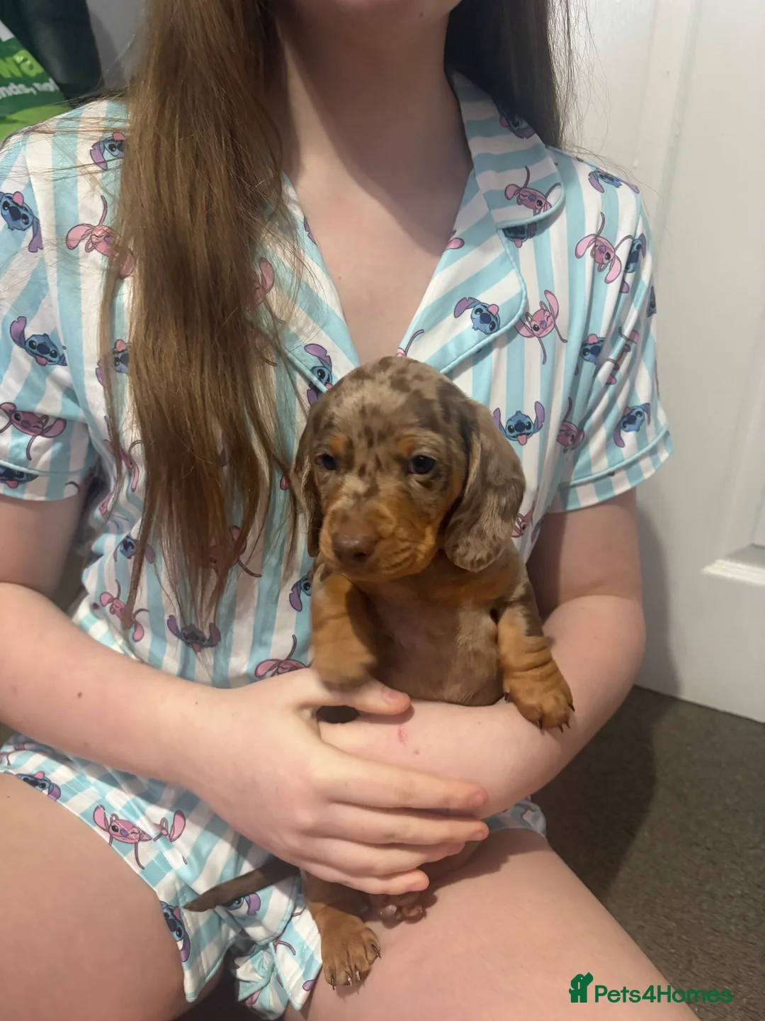 Dachshund dogs for sale: 2 boy Miniture dashund puppies for sale  - Advert 12