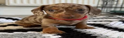 Miniature Dachshund dogs for sale: Beautiful pups from an experienced home  - Advert 5