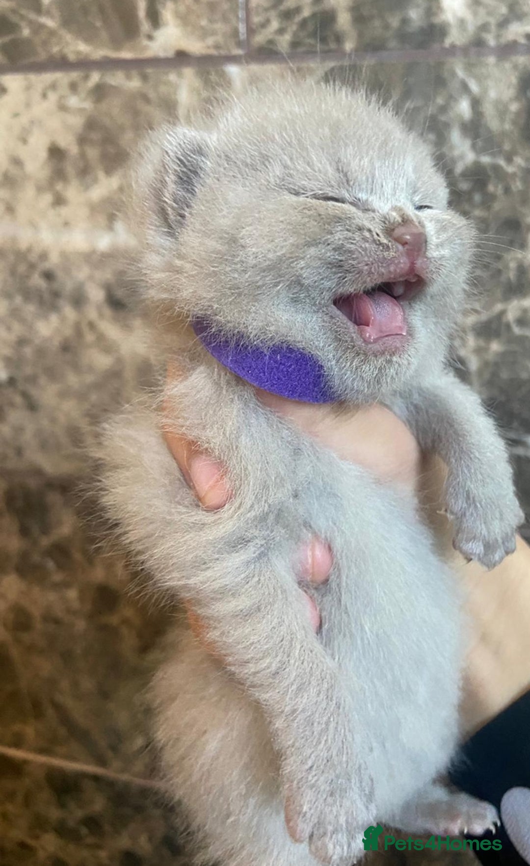 British Shorthair cats for sale: BRITISH SHORTHAIR KITTENS!!! 🐾🐾😻😻 - Advert 5