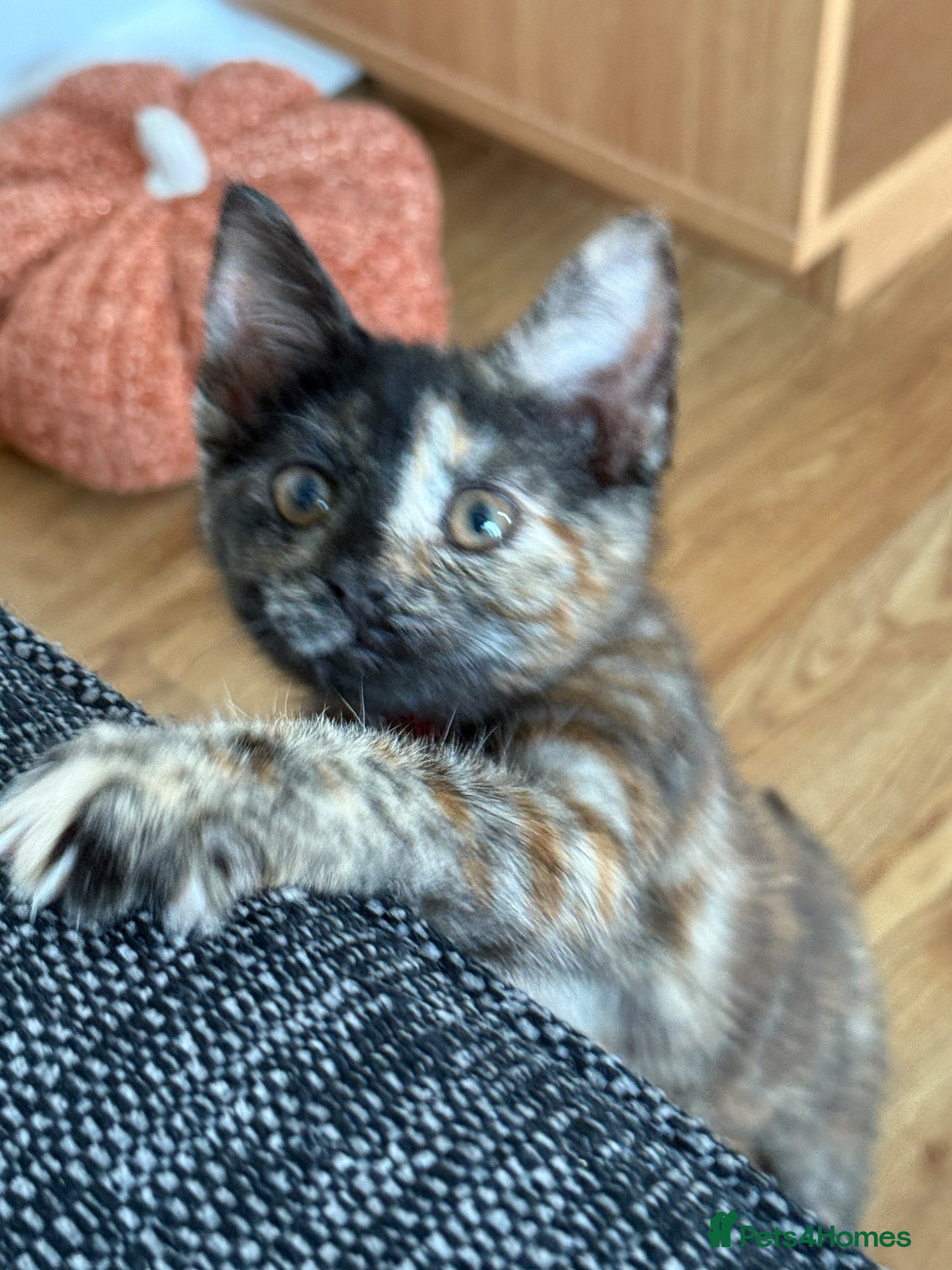 Mixed Breed cats Super friendly tortie female - Advert 3