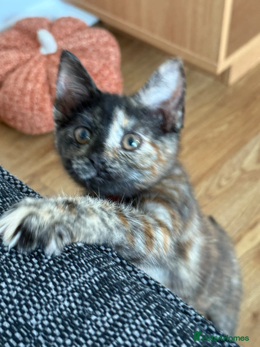 Mixed Breed cats for sale: Super friendly tortie female in Deeside - Advert 1