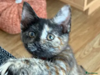 Mixed Breed cats Super friendly tortie female - Advert 8