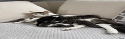 Mixed Breed cats for sale: 6 gorgeous kittens for sale - Advert 19