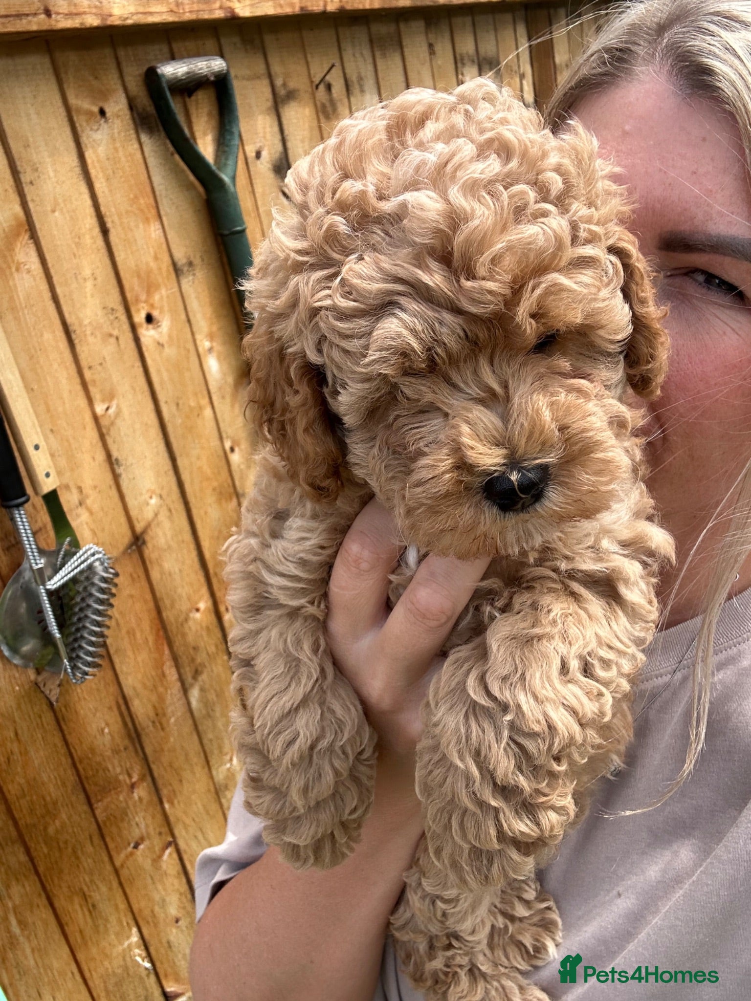 Cockapoo dogs Wonderful healthy puppies can go to new homes  - Advert 1