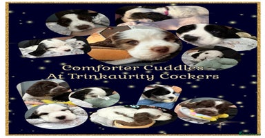 Cocker Spaniel dogs - Advert 5