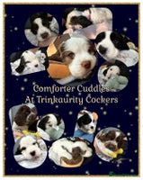 Cocker Spaniel dogs - Advert 6