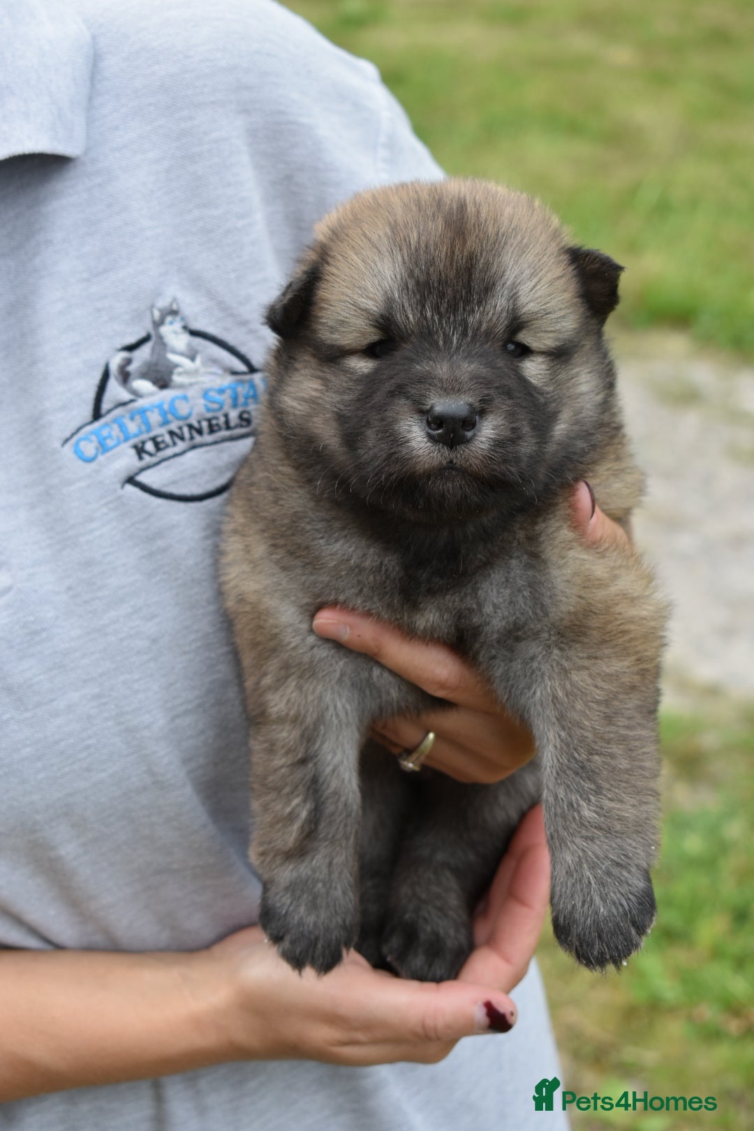 Siberian Husky dogs for sale: Beautiful Chowski puppies  - Image 9