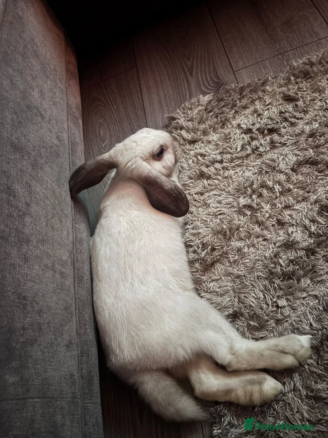 Dwarf Lop rabbits for sale: House rabbit in Durham - Advert 2