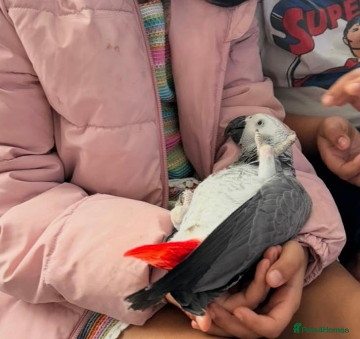 Parrots birds Fully tame African grey 1 years old  - Advert 13