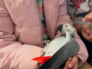 Parrots birds Fully tame African grey 1 years old - Advert 13
